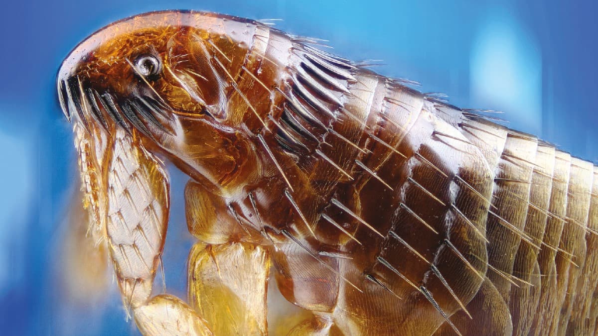 be-aware-of-uptick-in-insect-activity-with-a-rise-in-flea-and-tick